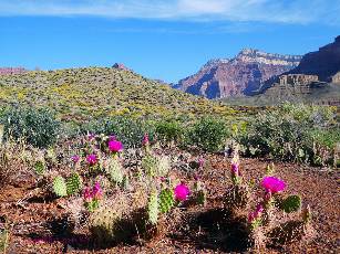 GC-boucher-2019-day5-10  cactus view  w.jpg (624599 bytes)